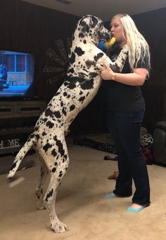 a woman standing next to a large dalmatian dog