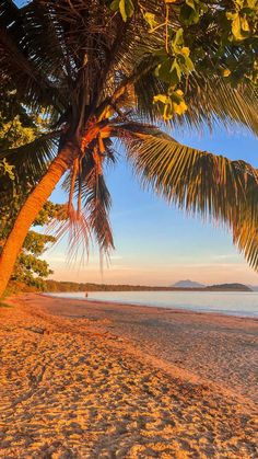 a beach with palm trees and the ocean in the background