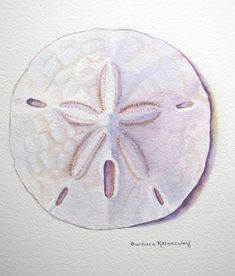 a white sand dollar on a white background with watermarked image in the bottom right corner