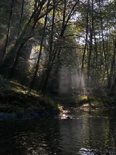 the sun is shining through the trees over the water in the forest, with sunlight streaming through the trees