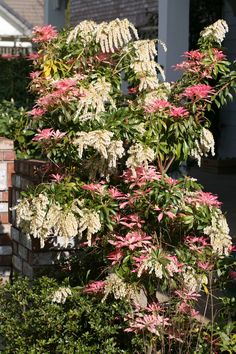 a bush with white and pink flowers in front of a house