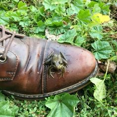 a brown shoe with a frog on it's side sitting in the grass next to some leaves