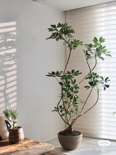 a potted plant sitting on top of a table next to a window sill