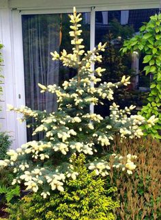 a white flowered tree sitting in front of a window next to bushes and shrubbery