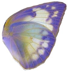 a blue and white butterfly flying in the air