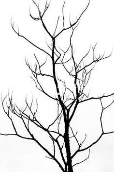 a black and white photo of a tree without leaves