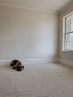 a dog laying on the floor in an empty room with white walls and carpeting