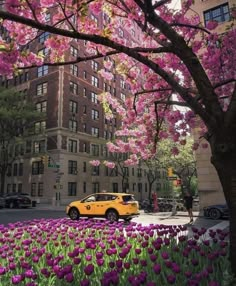 a yellow car driving down a street next to tall buildings with pink flowers in the foreground