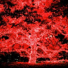 a large red tree is lit up in the dark