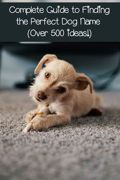 a puppy chewing on a banana with the words, complete guide to finding the perfect dog name over 500 ideas