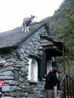 a cow standing on top of a stone building