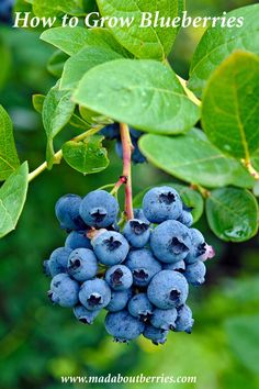 blueberries growing on a tree with the words how to grow blueberries