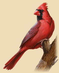 a red bird sitting on top of a tree branch