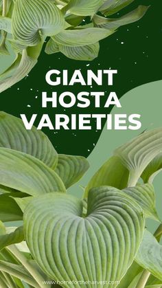 giant hosta varieties with the words giant hosta varieties on it's side