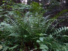 some very pretty green plants in the woods