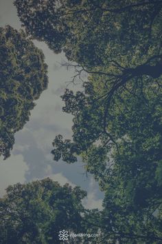 looking up at the tops of trees in a forest with blue sky and white clouds