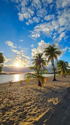 palm trees on the beach at sunset with clouds in the sky and water behind them