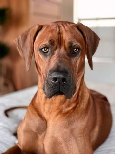 a large brown dog laying on top of a bed