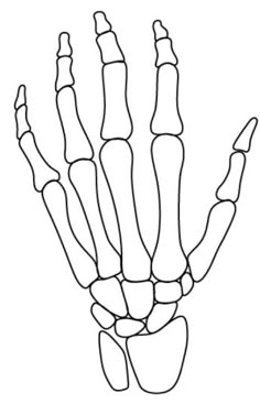 the skeleton hand is shown in black and white