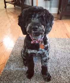 a black dog sitting on top of a rug