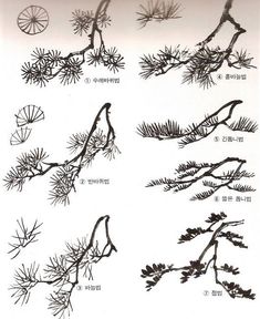 the different types of pine needles are shown in black and white, with chinese writing on them