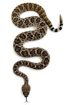 a brown and black snake on a white background