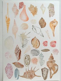 an image of seashells on white paper