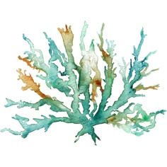 a watercolor painting of seaweed on a white background with blue and orange colors