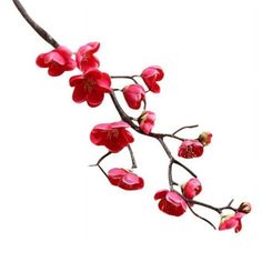 a branch with red flowers on it against a white background