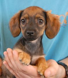 a person holding a small dog in their hands with one paw on the puppy's chest