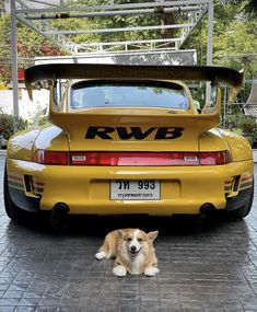 a brown and white dog laying on the ground next to a yellow porsche 9113