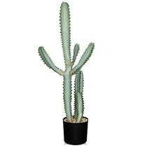 a cactus in a black pot on a white background