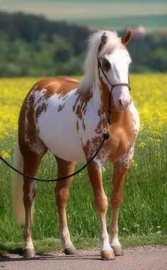 a brown and white horse standing on top of a road next to a lush green field