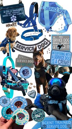 a collage of service dogs and their related items