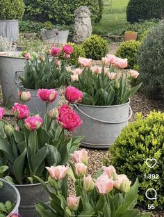 several buckets filled with pink flowers in the middle of a garden area, surrounded by shrubbery