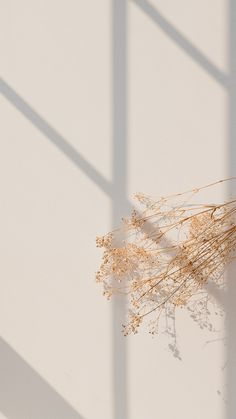 dried flowers are sitting on a white surface