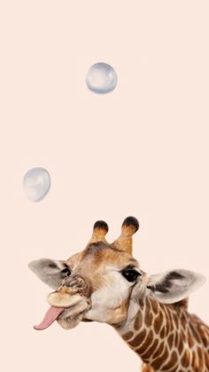 a giraffe with its tongue out and bubbles flying in the air above it