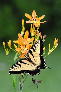 a butterfly sitting on top of a yellow flower