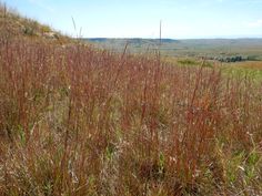 the tall grass is growing on the hill