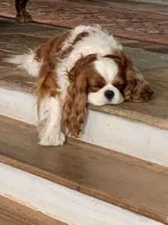 a brown and white dog laying down on the steps with his head in its paws