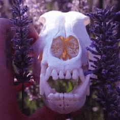 a human skull is shown in front of lavender flowers