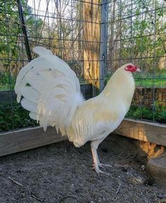 Chicken Breeds Chart, Wild Chicken, Chicken Games, Gamebirds, Game Fowl