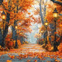 an autumn scene with leaves on the ground