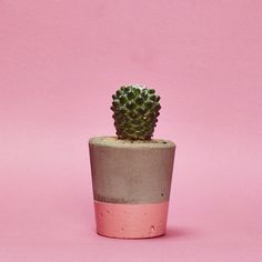 a small cactus in a pot on a pink background