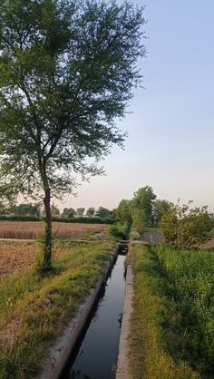 there is a small stream running through the grass next to a tree and some bushes