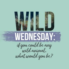 the words wild wednesday on a blue background with trees and bushes in the foreground that says, if you could be any wild animal, what would you be?