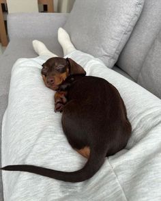 a small brown dog laying on top of a couch