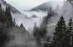 fog in the mountains and trees on a cloudy day