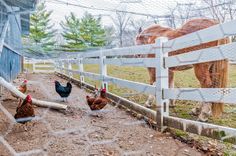 chickens and roosters are walking around in the fenced - in area next to a horse