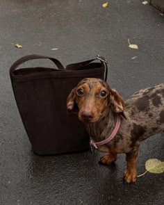 a small brown dog standing next to a black bag